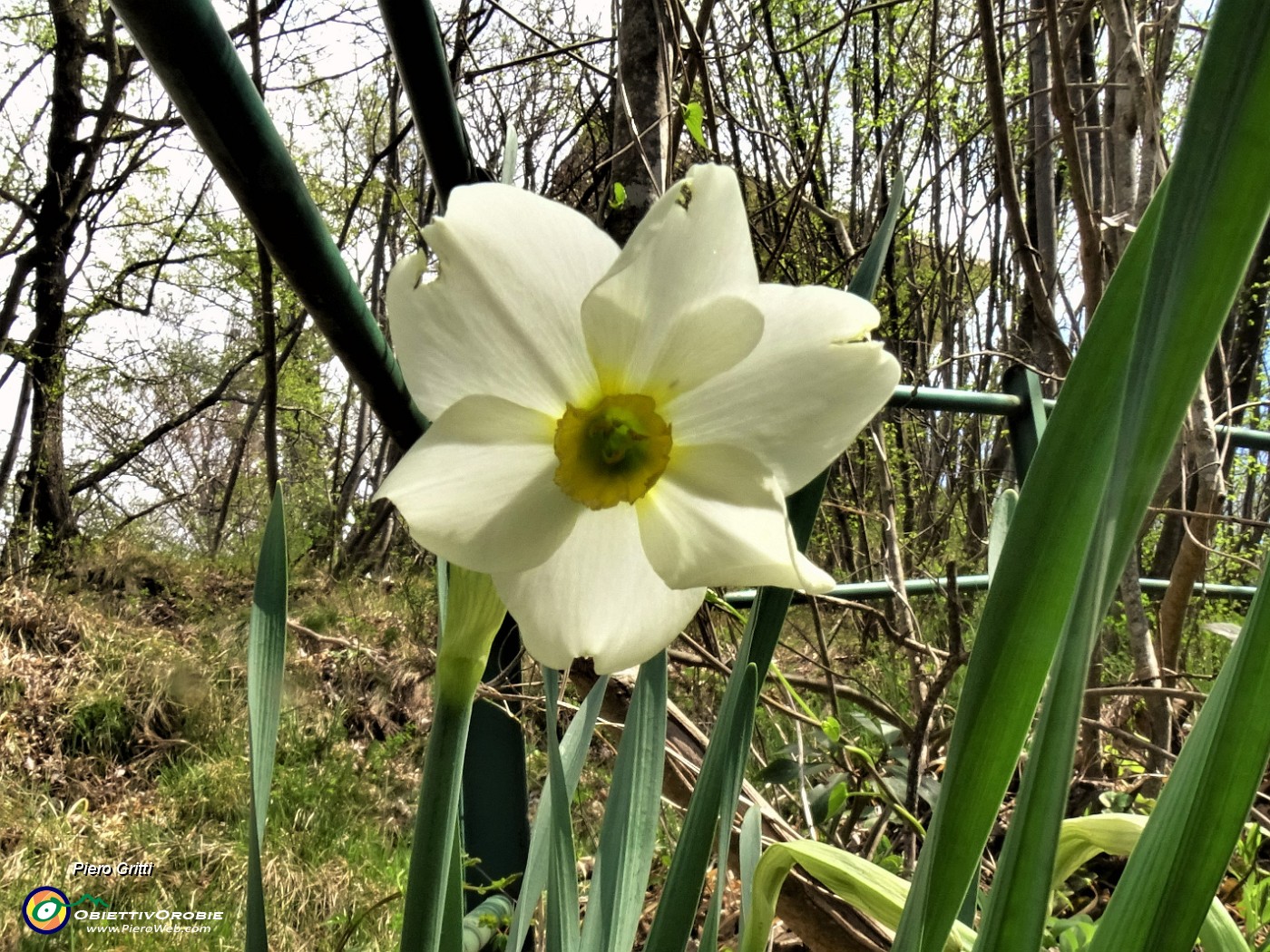 60 Il mio primo Narcissus poeticus (Narciso) di quest'anno.JPG